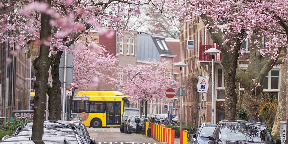 Link naar foto in Flickr: uitzicht vanuit de Valkstraat richting de Adelaarstraat, waar een bus rijdt. Aan weerszijde van de straat auto's met bomen met bloesem.