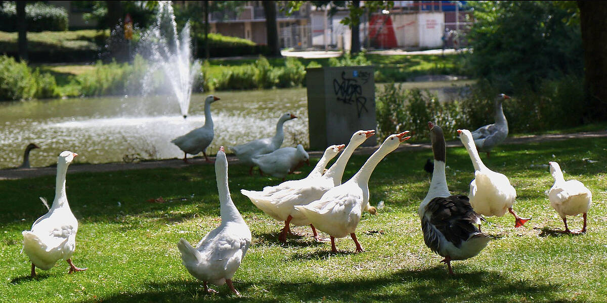 Link naar Flickr: groepje ganzen op grasveld met vijver en fontein