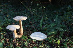 Voorbeelden herkenningsteken in vorm paddestoel, doorsnede boomstam