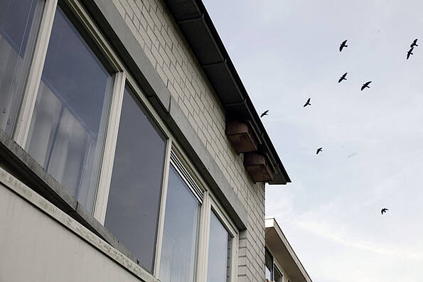 onder de dakgoot hangen 2 kastjes. in de lucht vliegen gierzwaluwen