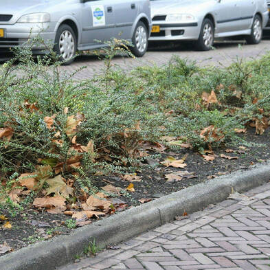 vergroot de 2e foto, strook met struikjes, met grond zichtbaar aan de randen