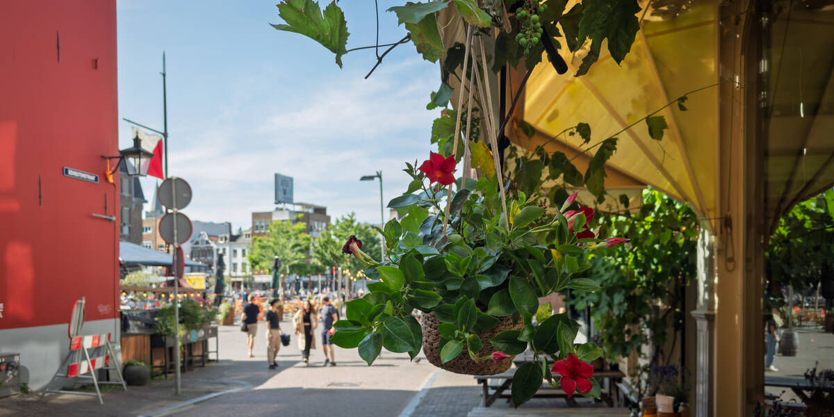 Link naar foto in Flickr: Een bloeiende plant in een hangend mandje bij een restaurant in de Schoutenstraat. Daarachter in de onscherpte de Neude.