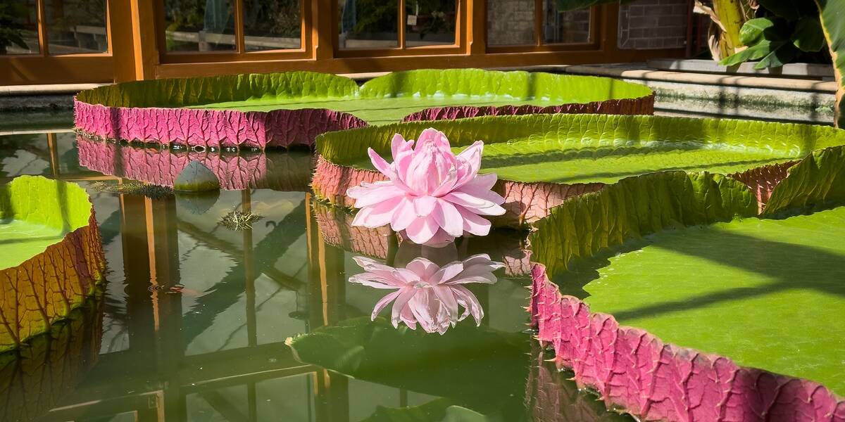 Link naar foto in Flickr: een bloeiende Victoria Amazonica in Oude Hortus/Universiteitsmuseum.