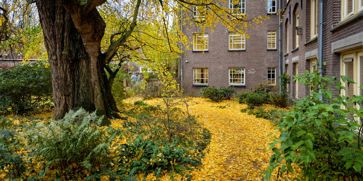 Link naar foto in Flickr: Een oude boom bij de Oude Hortus. De gele bladeren liggen op de grond.
