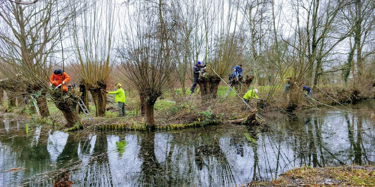 7 mensen met werkkleding en zagen zijn bezig met het knotten van wilgen.