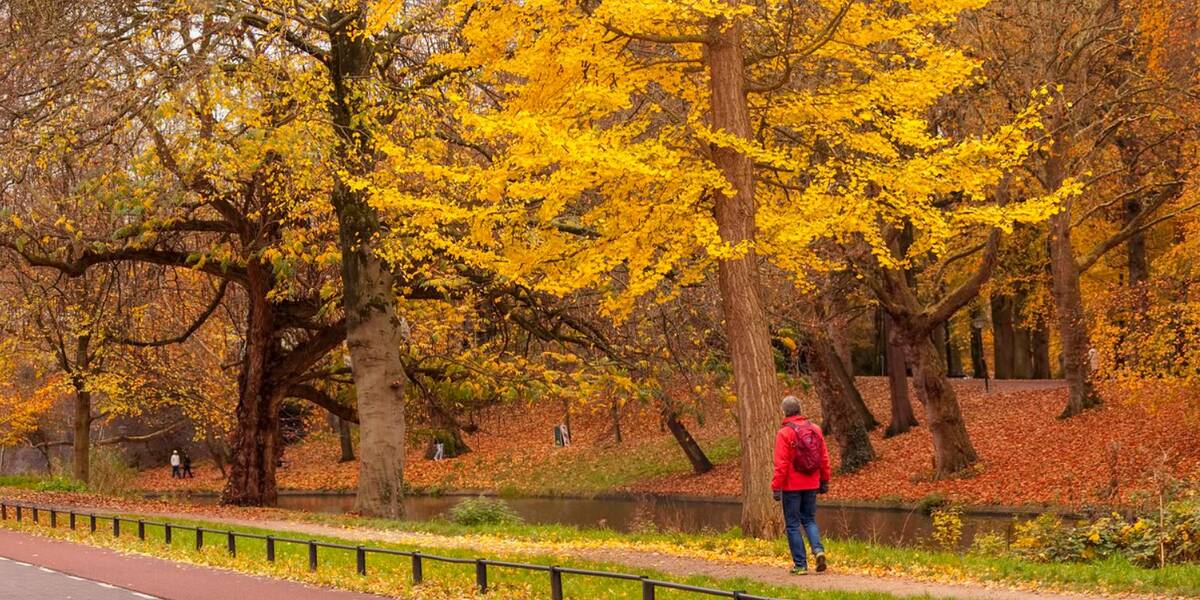 Link naar foto in Flickr: man loop langs de Tolsteegsingel met bomen in herfstkleuren op de achtergrond.