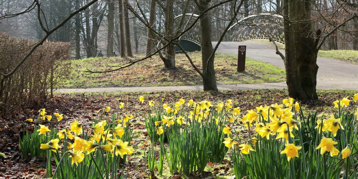 Narcissen in het Maximapark.