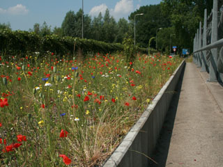 Ecoduct Koningsweg over de A27