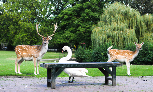 Twee herten en een zwaan in het Julianapark Twee herten en een zwaan in het Julianapark