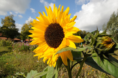 Zonnebloem Zonnebloem